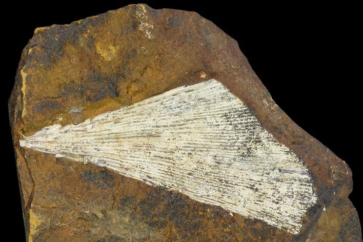Fossil Ginkgo Leaf From North Dakota - Paleocene #148606
